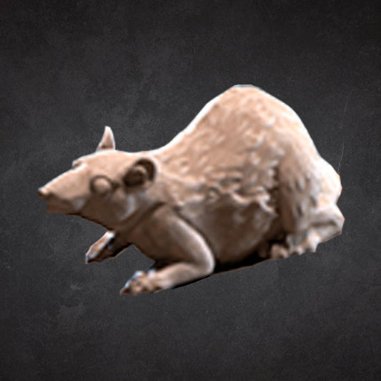Rat