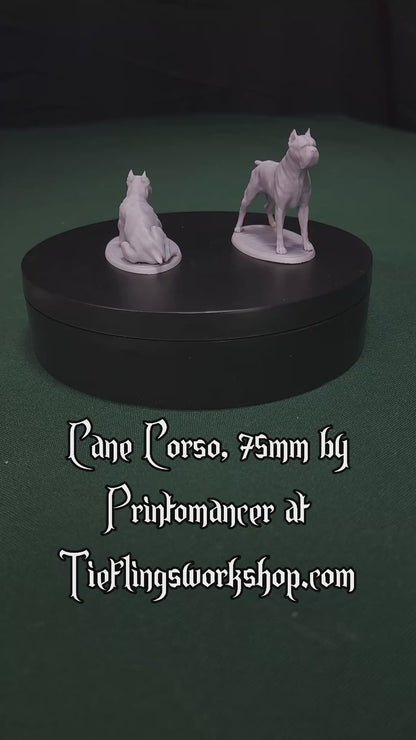 Cane Corso, 75mm