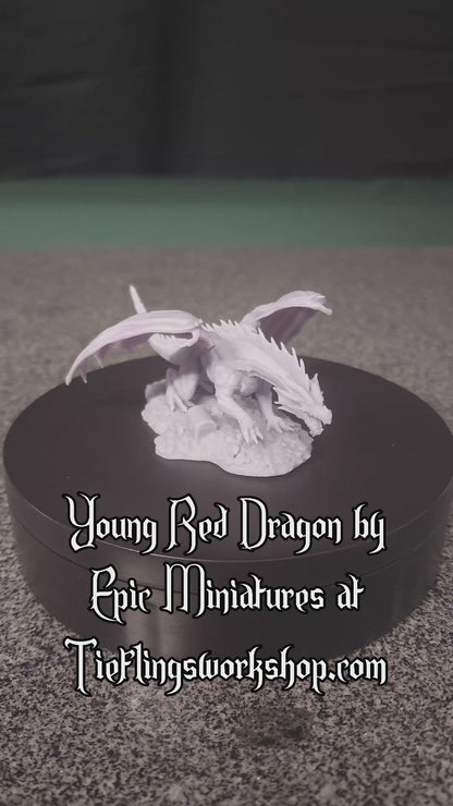Young Red Dragon